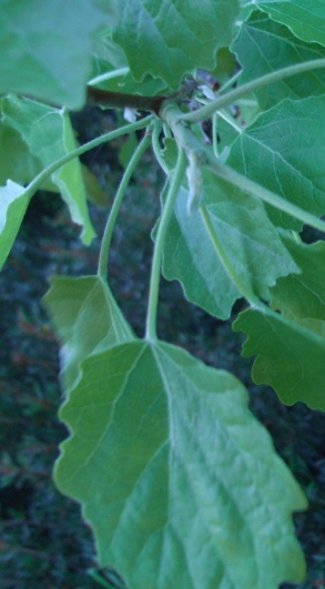 Populus alba