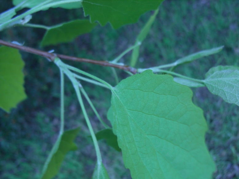 Populus alba