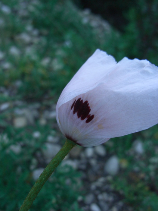 Papaver dubium ?