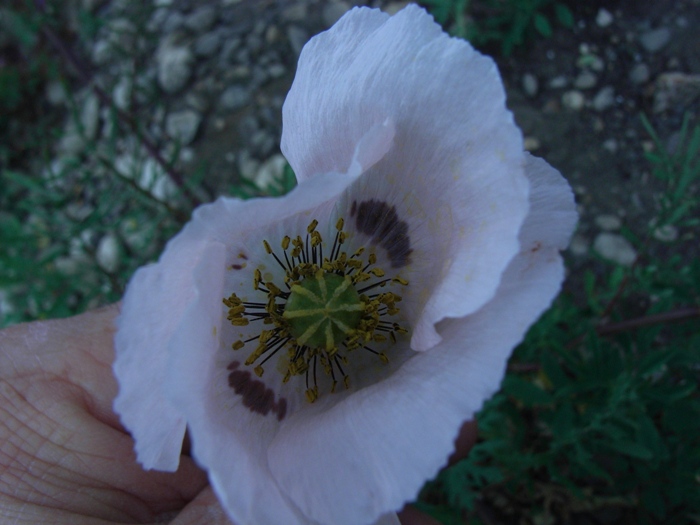 Papaver dubium ?