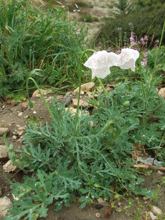 Papaver dubium ?