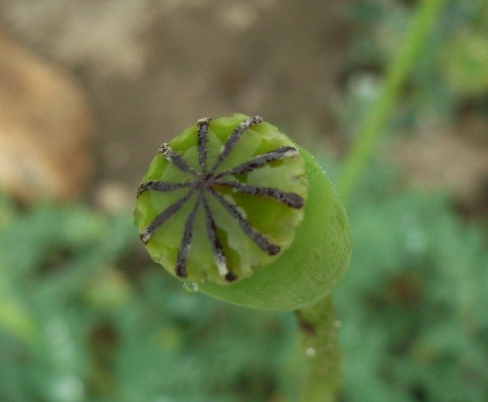 Papaver dubium ?
