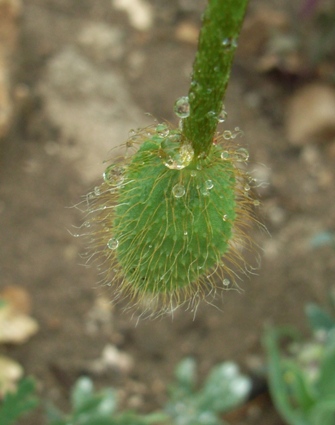 Papaver dubium ?