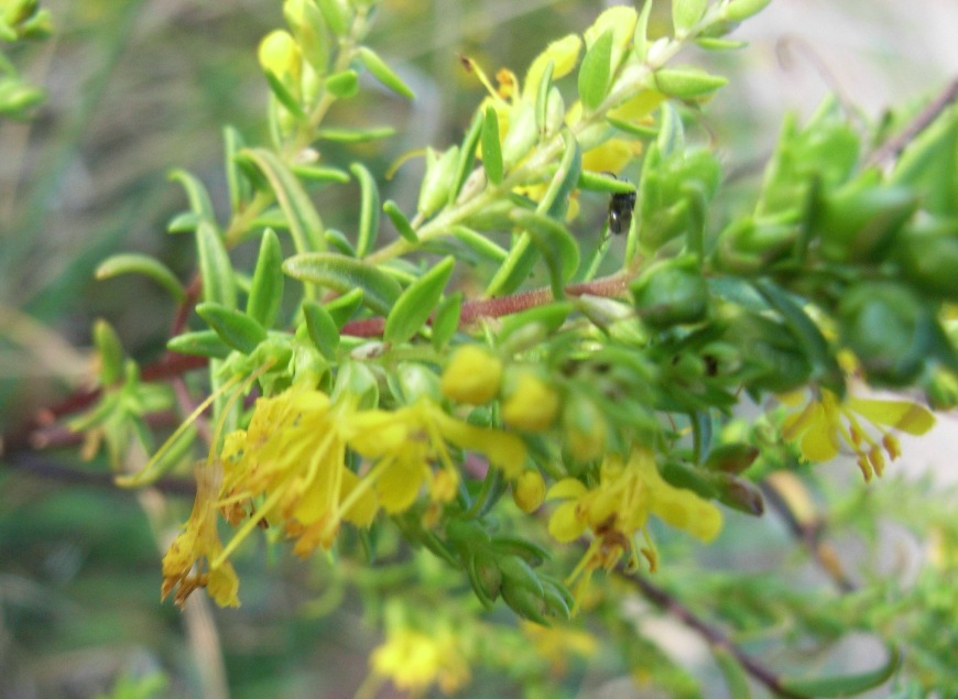 Odontites luteus