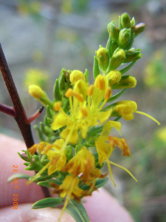 Odontites luteus