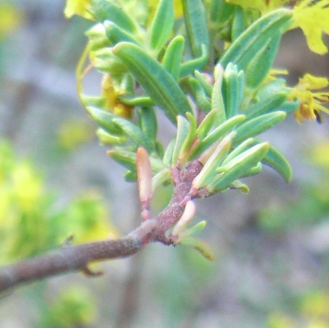 Odontites luteus