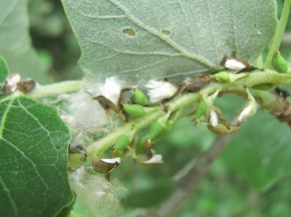 Populus alba