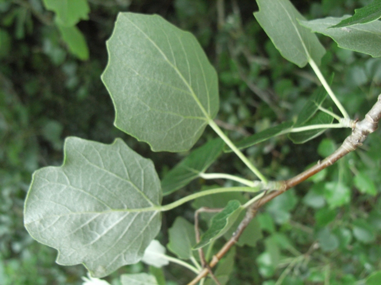 Populus alba