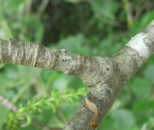 Populus alba