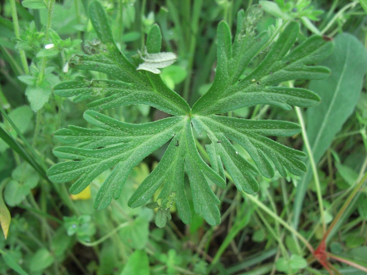 Geranium columbinum