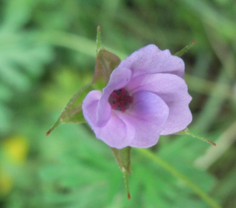 Geranium columbinum
