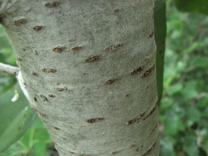 Populus alba