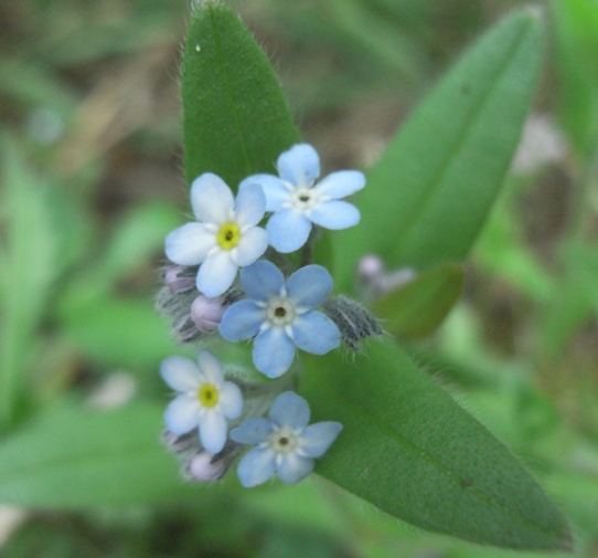 Myosotis