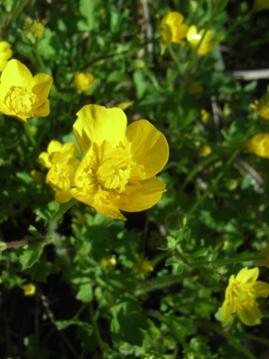 Ranunculus