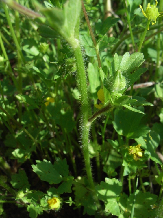 Ranunculus