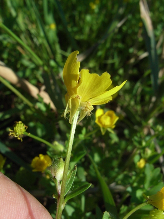 Ranunculus