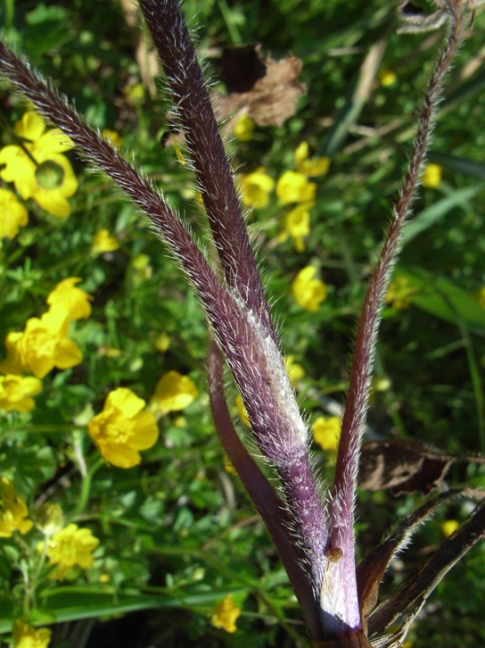 Ranunculus