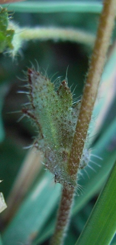 Draba muralis