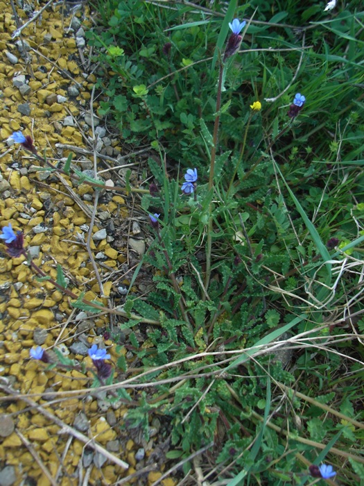 Anchusella cretica / Buglossa cretese