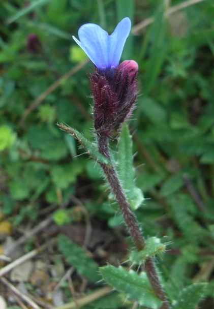 Anchusella cretica / Buglossa cretese
