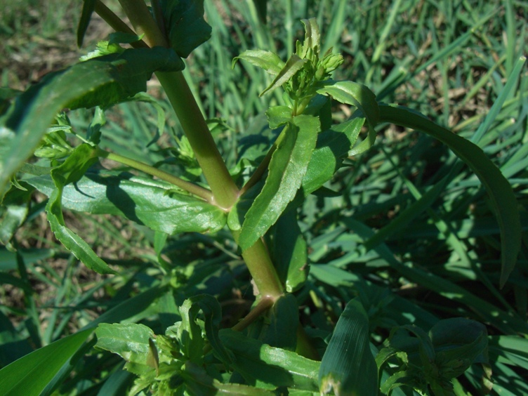 Veronica sp.