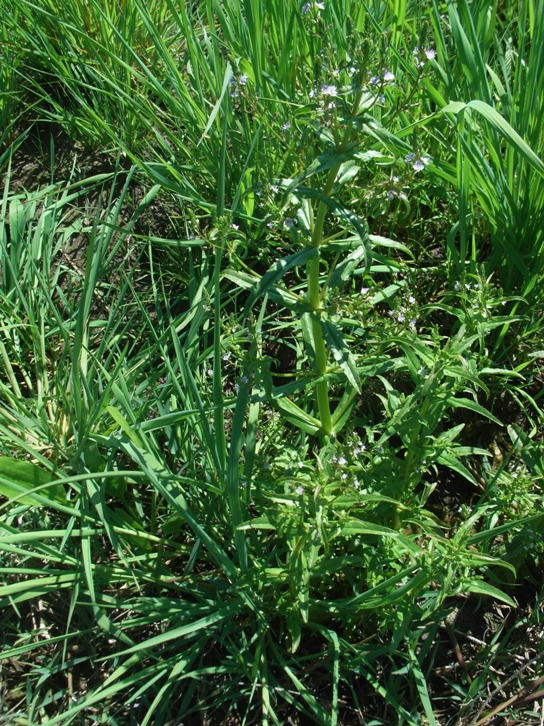 Veronica sp.