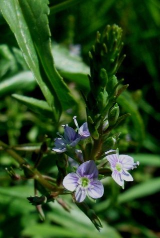 Veronica sp.