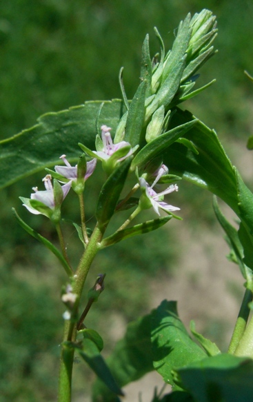 Veronica sp.