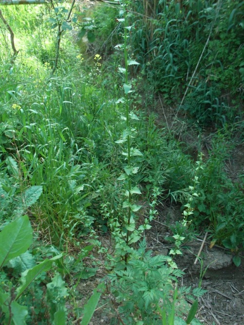 Scrophularia peregrina
