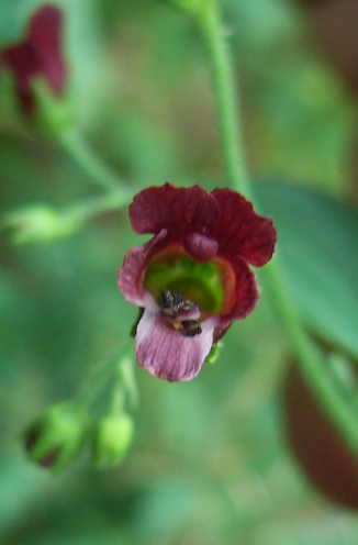 Scrophularia peregrina