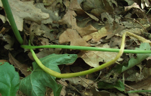 Loncomelos pyrenaicus