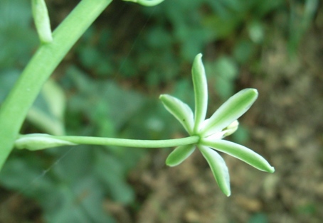 Loncomelos pyrenaicus
