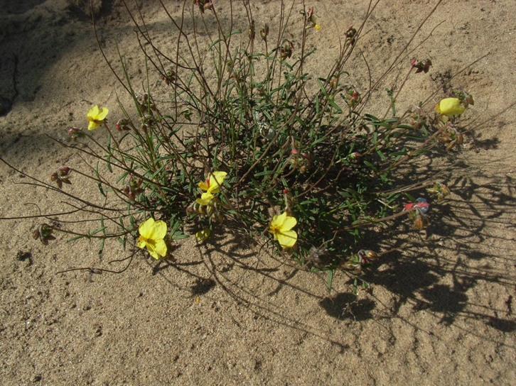 Helianthemum jonium / Eliantemo jonico