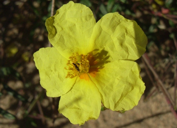 Helianthemum jonium / Eliantemo jonico