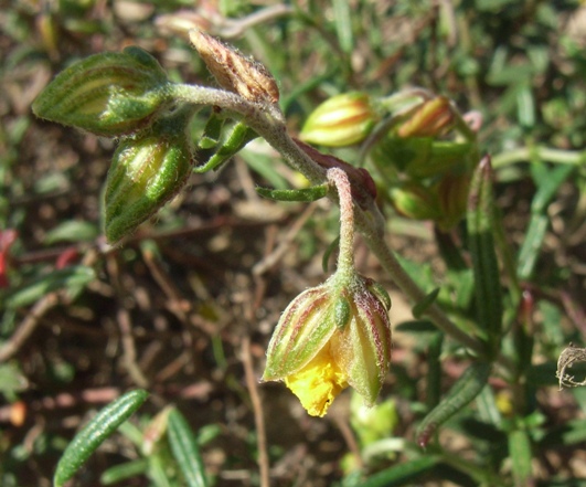Helianthemum jonium / Eliantemo jonico