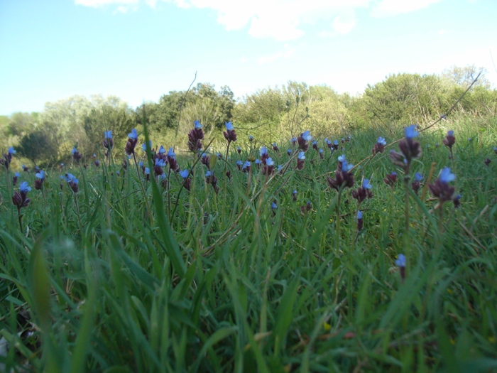 Anchusella cretica (= Anchusa cretica)