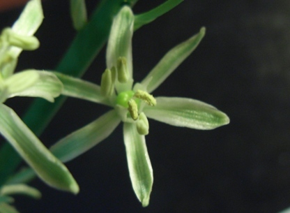 Loncomelos pyrenaicus