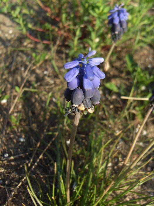 Muscari neglectum