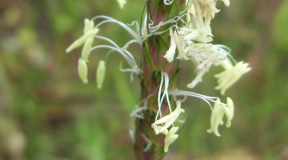 Graminacea - lopecurus cfr. myosuroides