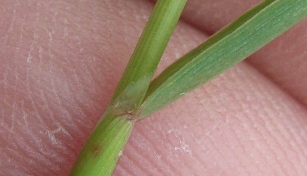 Graminacea - lopecurus cfr. myosuroides