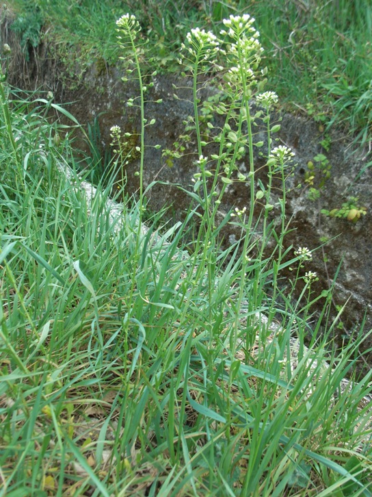 Mummenhoffia alliacea (= Thlaspi alliaceum) / Erba storna alliacea