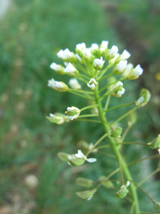 Mummenhoffia alliacea (= Thlaspi alliaceum) / Erba storna alliacea