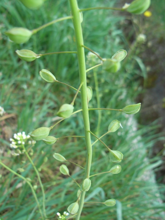 Mummenhoffia alliacea (= Thlaspi alliaceum) / Erba storna alliacea