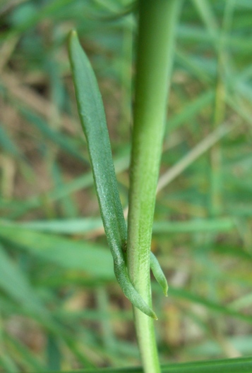 Mummenhoffia alliacea (= Thlaspi alliaceum) / Erba storna alliacea