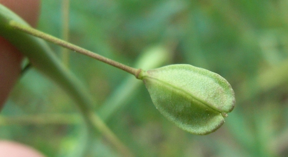 Mummenhoffia alliacea (= Thlaspi alliaceum) / Erba storna alliacea