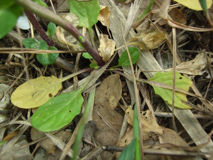 Mummenhoffia alliacea (= Thlaspi alliaceum) / Erba storna alliacea