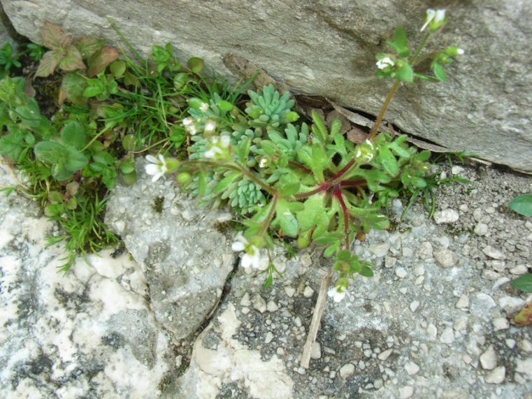 Saxifraga tridactylites