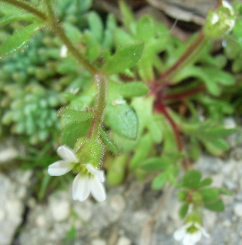 Saxifraga tridactylites