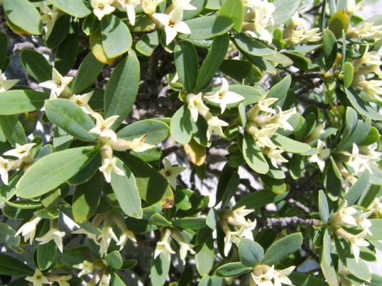 Daphne oleoides