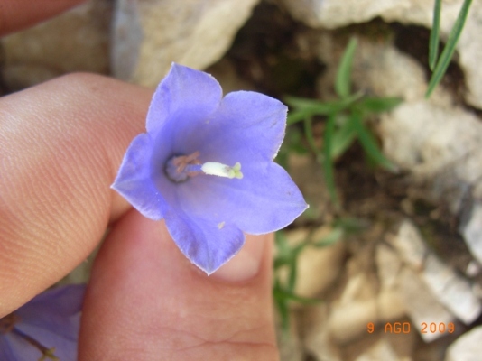Campanula